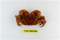 藏品(中型東方蟹)的圖片
